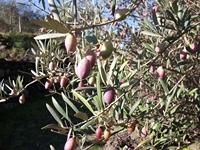 nte Mojo-30122011 004